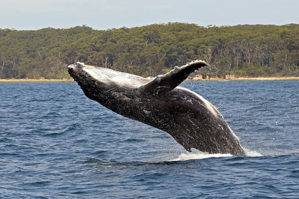 Whale Breach